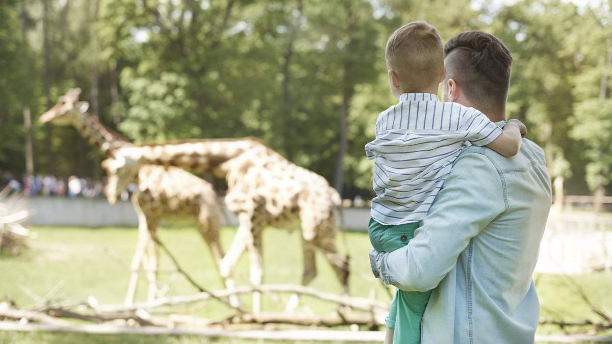 dad and son looking on family of giraffes at the zoo in san diego california